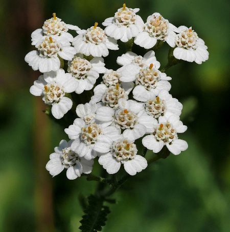 Yarrow Essential Oil Blue 5